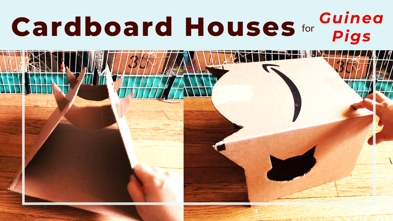 Cardboard house making for guinea pigs or other pets 
